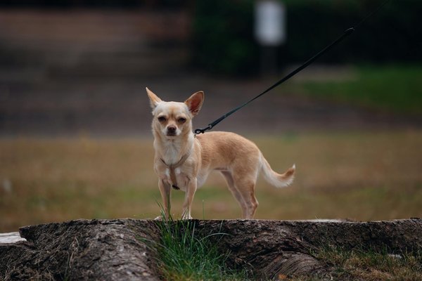 Wie kÃ¶nnen de-GeschÃ¤fte von nachhaltigen Praktiken profitieren?